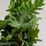 Ficus Lyrata Artificial Plant (150CM)
