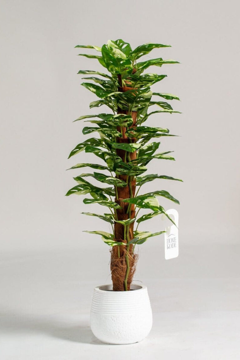 Monstera Artificial Long Plant (120CM)