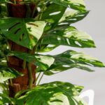 Monstera Artificial Long Plant (120CM)
