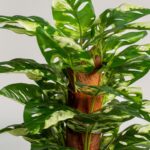 Monstera Artificial Long Plant (120CM)
