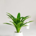 Yucca Artificial Plant (100CM)