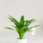 Yucca Artificial Plant (100CM)