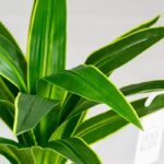 Yucca Artificial Plant (100CM)