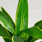 Yucca Artificial Plant (100CM)