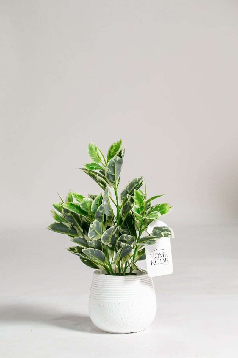 Dieffenbachia Artificial Plant (80CM)