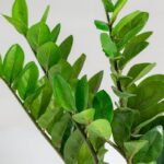 Zamioculcas Zamiifolia Artificial Plant (95CM)