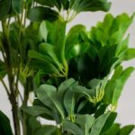 Schefflera Artificial Plant