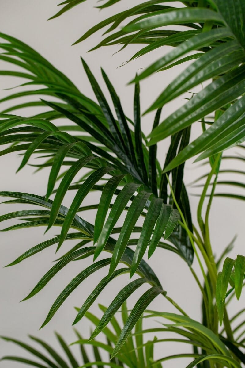 Golden Cane Palm Artificial Plant (180CM) - Image 5