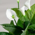 Arum Lily Artificial Plant (75CM)