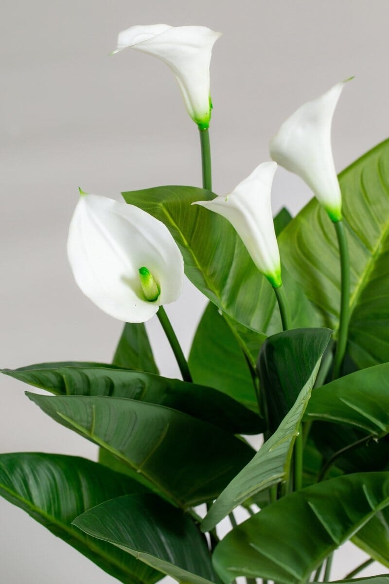 Arum Lily Artificial Plant (75CM) - Image 3