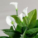 Arum Lily Artificial Plant (75CM)