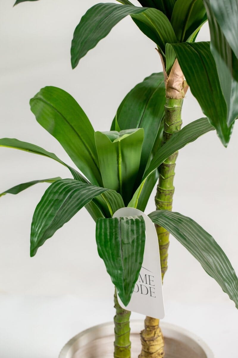 Dracaena Fragrans Artificial Plant (150CM) - Image 4