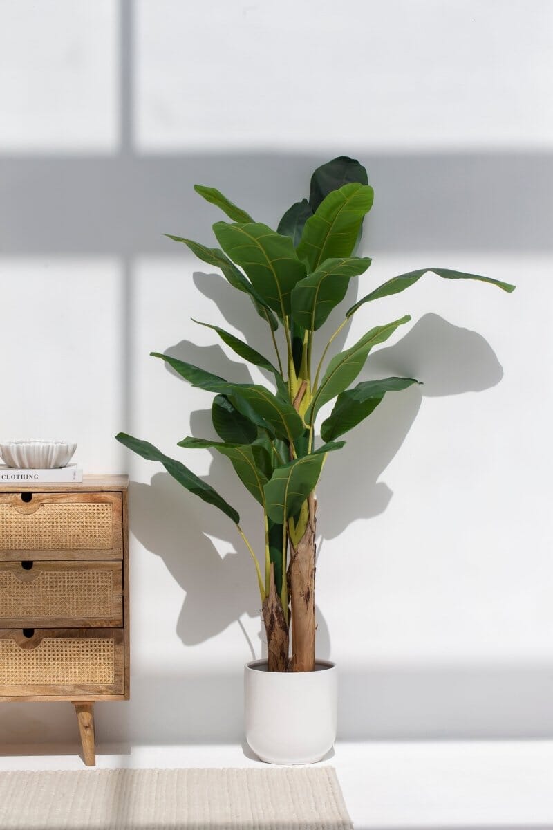 Musa Ornata Artificial Plant - Image 2