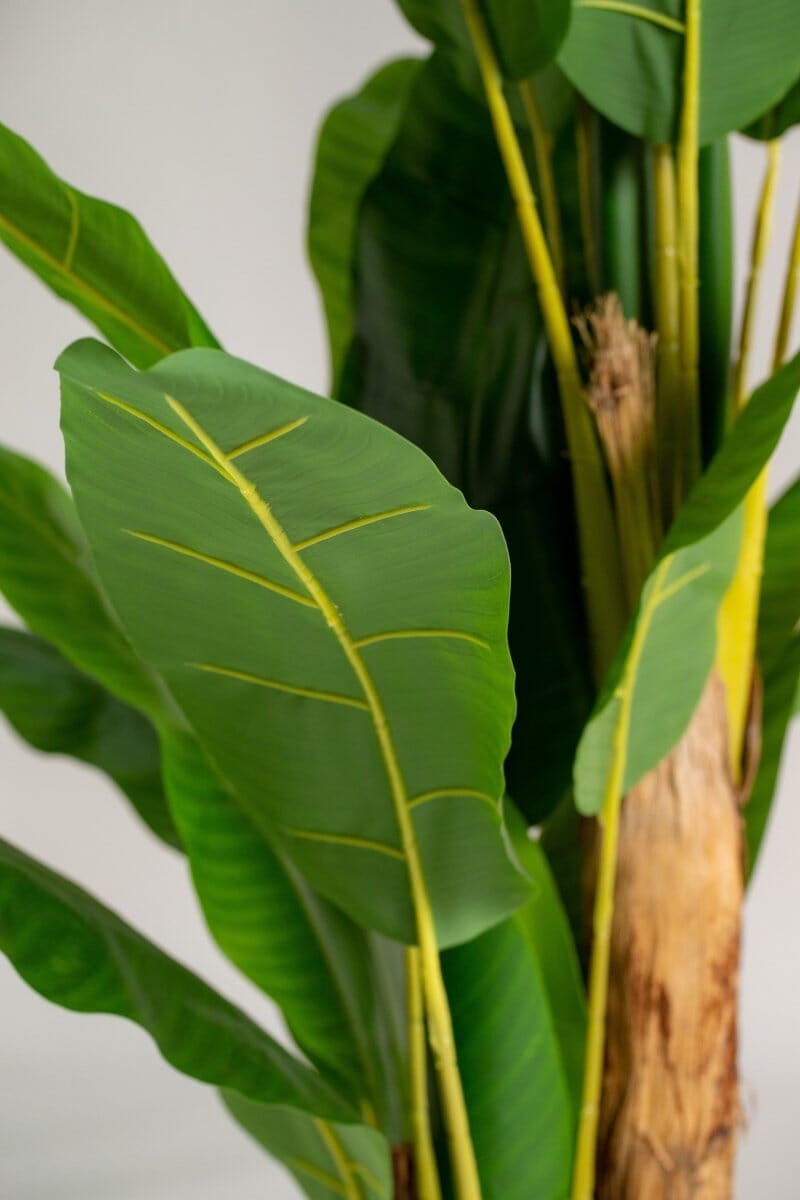 Musa Ornata Artificial Plant - Image 3