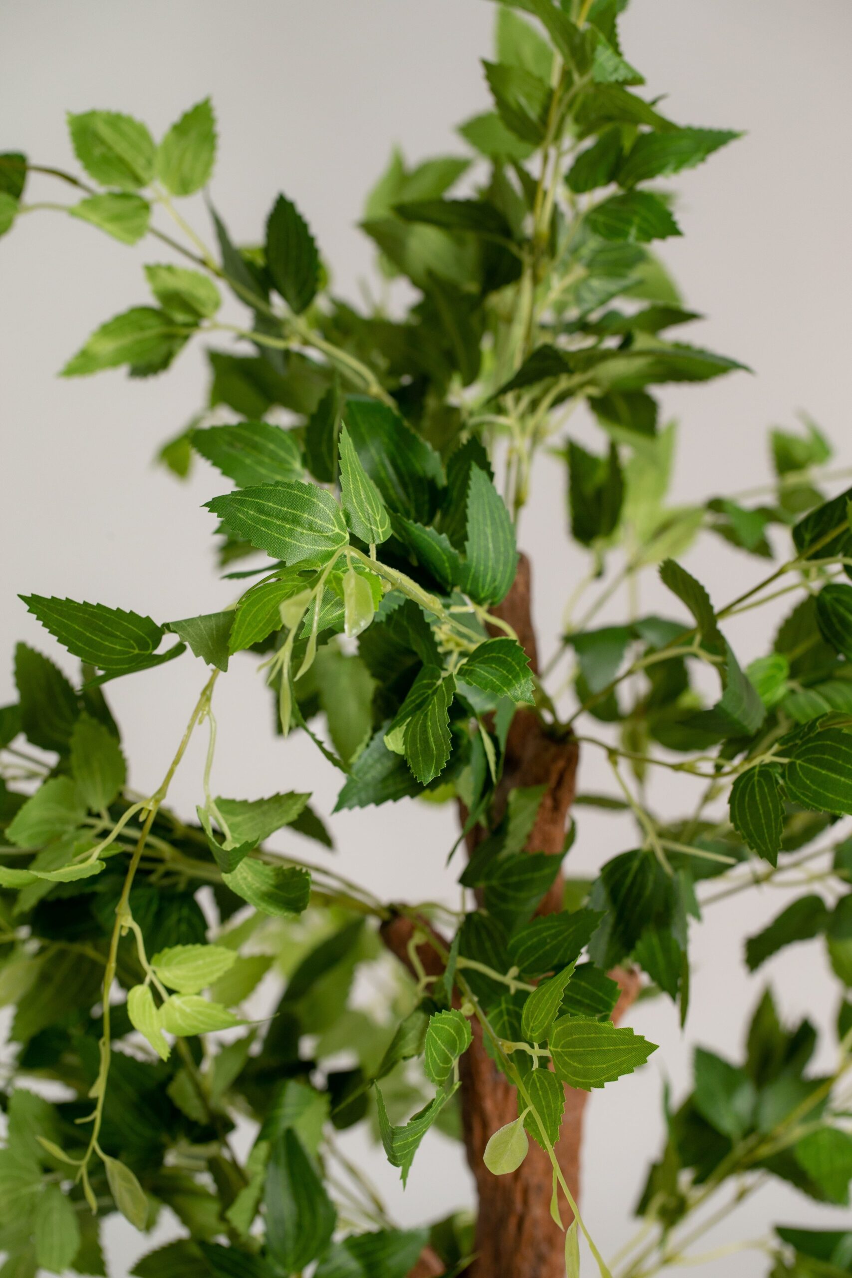 Celtis Australis Artificial Plant (180CM) - Image 2