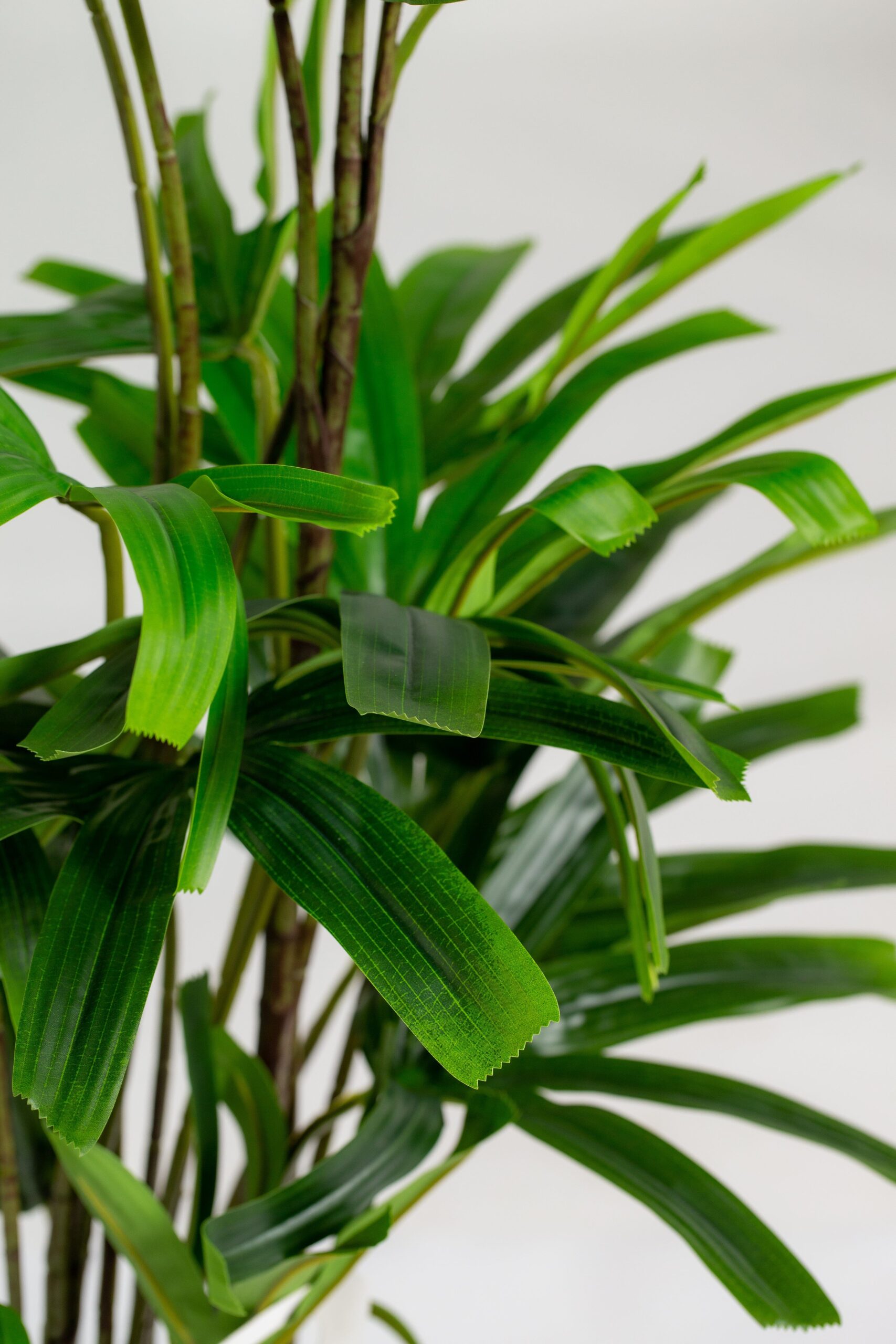Broadleaf Lady Palm Artificial Plant (175CM) - Image 2