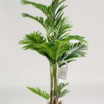Areca Palm Artificial Plant (170CM)