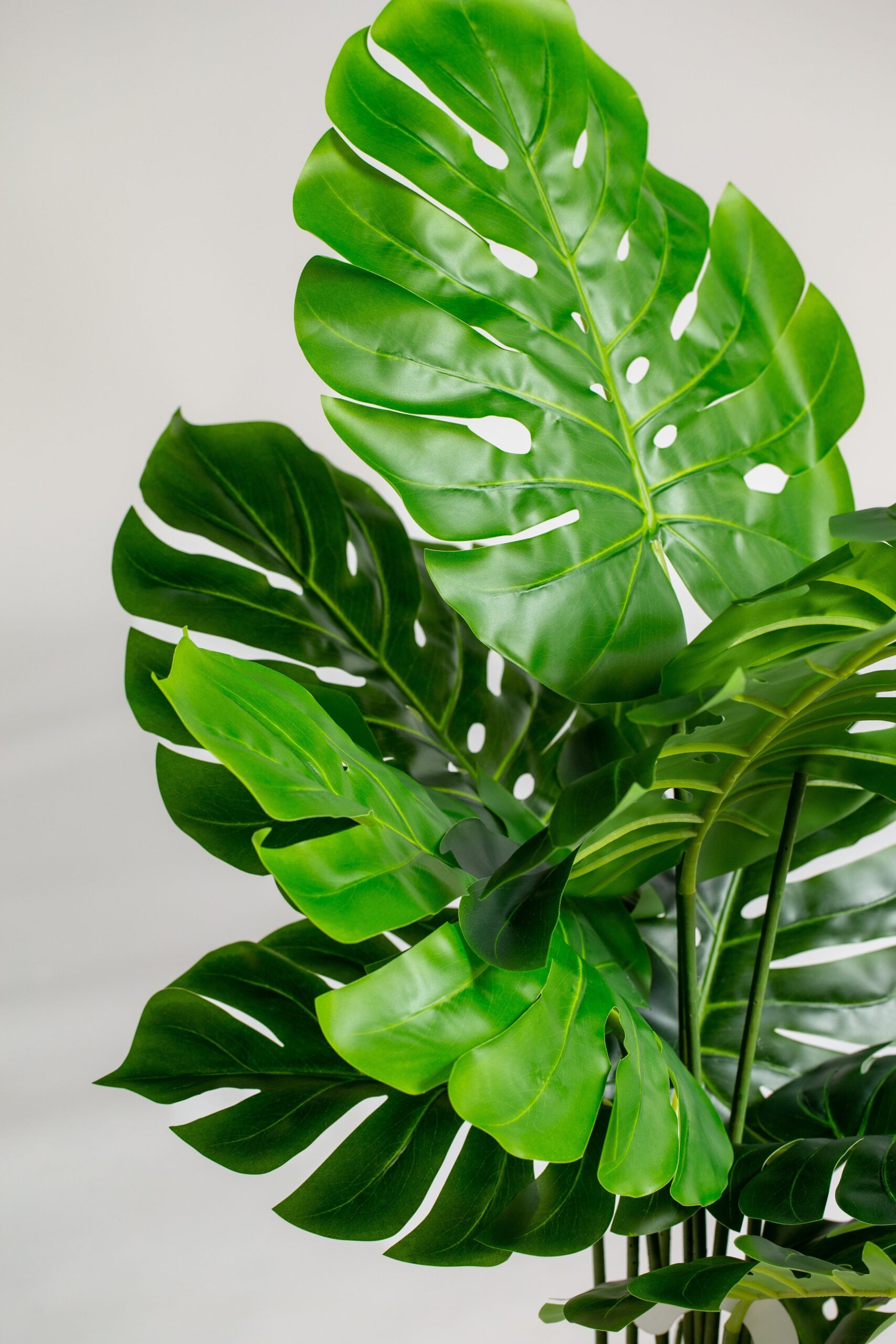 Swiss Cheese Artificial Plant (145CM) - Image 2