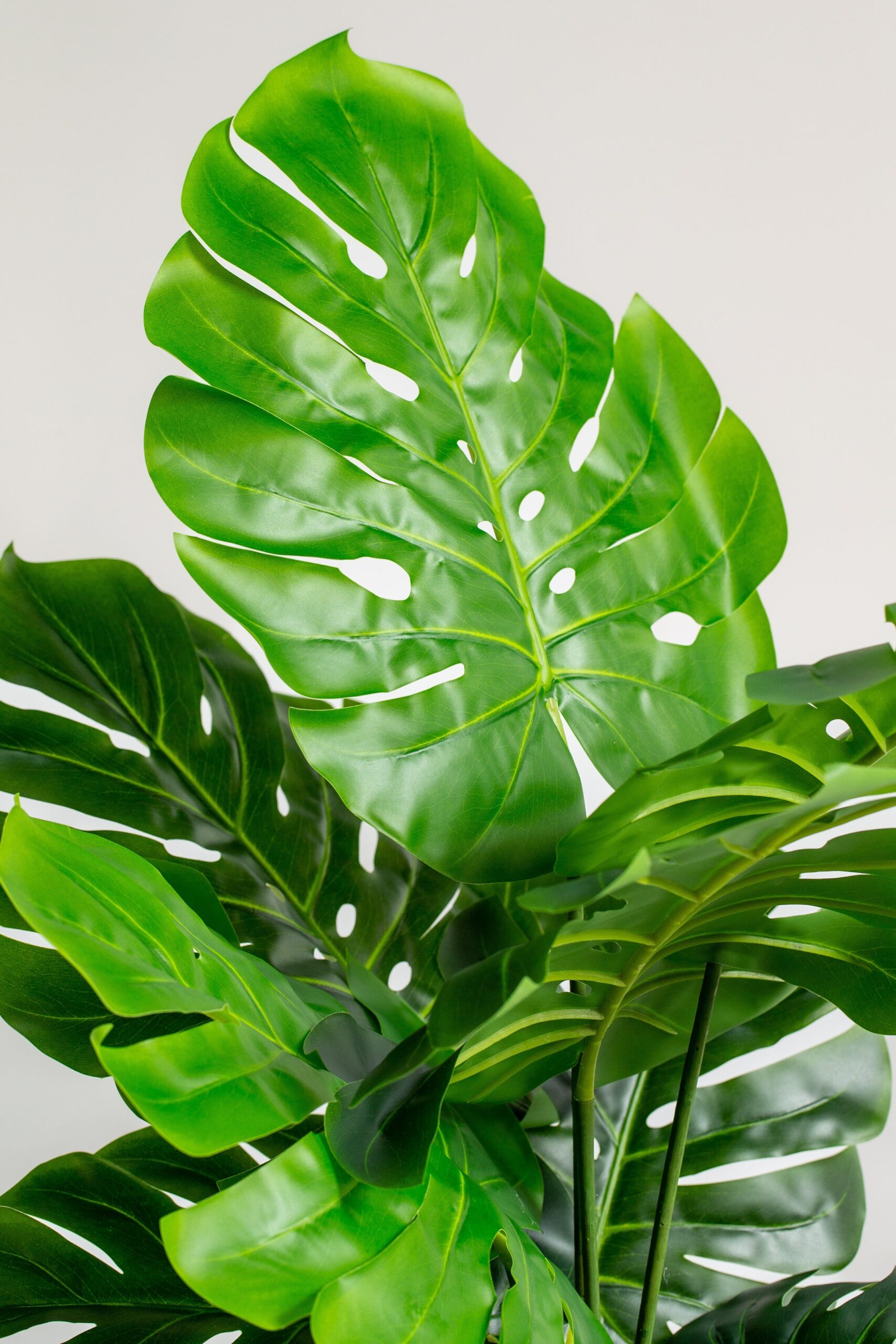 Swiss Cheese Artificial Plant (145CM) - Image 4