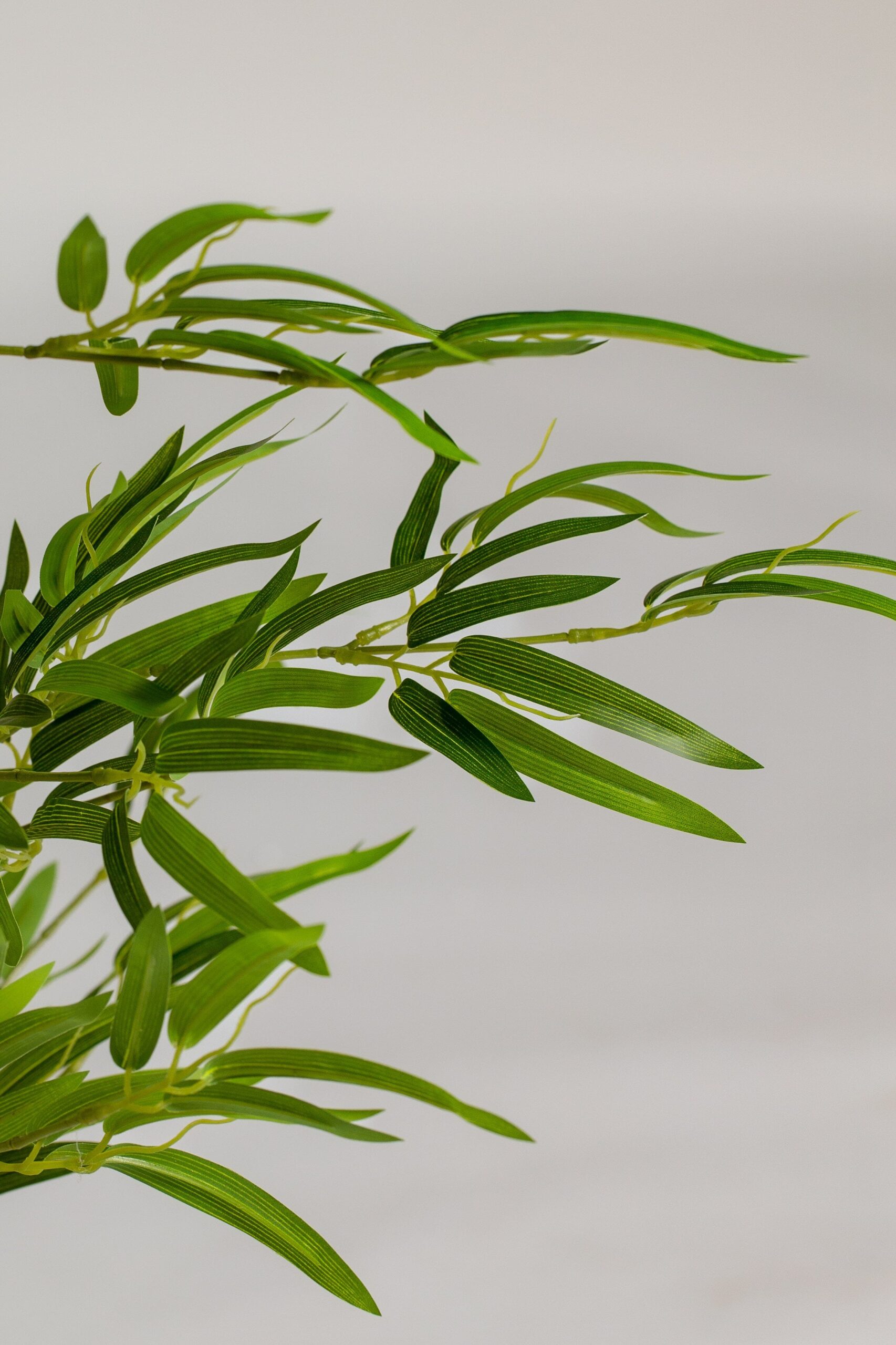 Queensland Bottle Tree Artificial Plant (150CM) - Image 3