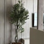 Artificial Olive Tree With Olives (220CM)