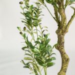Artificial Olive Tree With Olives (220CM)