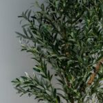 Artificial Olive Tree with Natural Wood Trunk (210CM)