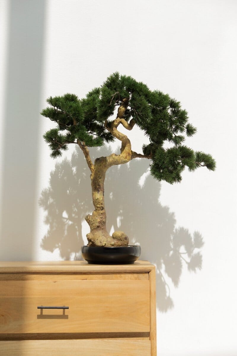 Pinus Mugo Bonsai Artificial Plant (70CM)