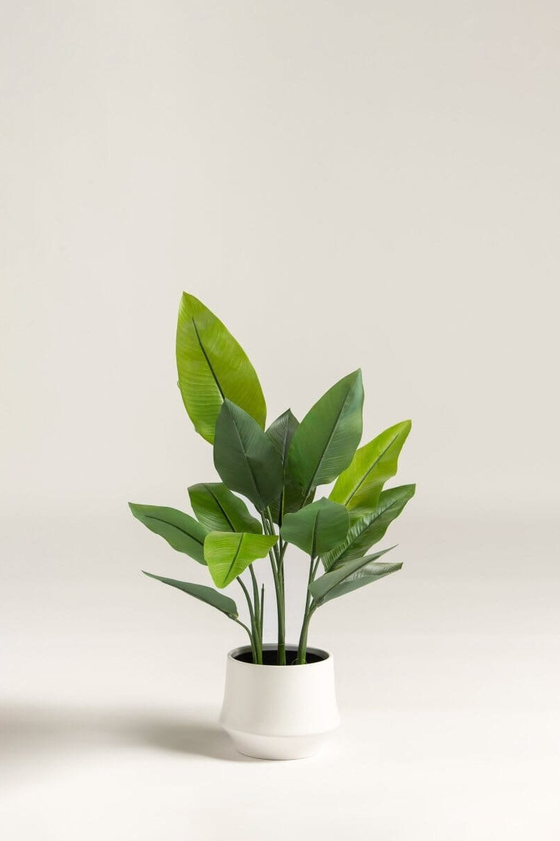 Strelitzia Nicolai Artificial Plant II (80CM)