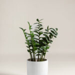 Zamioculcas Zamiifolia Artificial Plant (90CM)