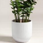 Zamioculcas Zamiifolia Artificial Plant (90CM)