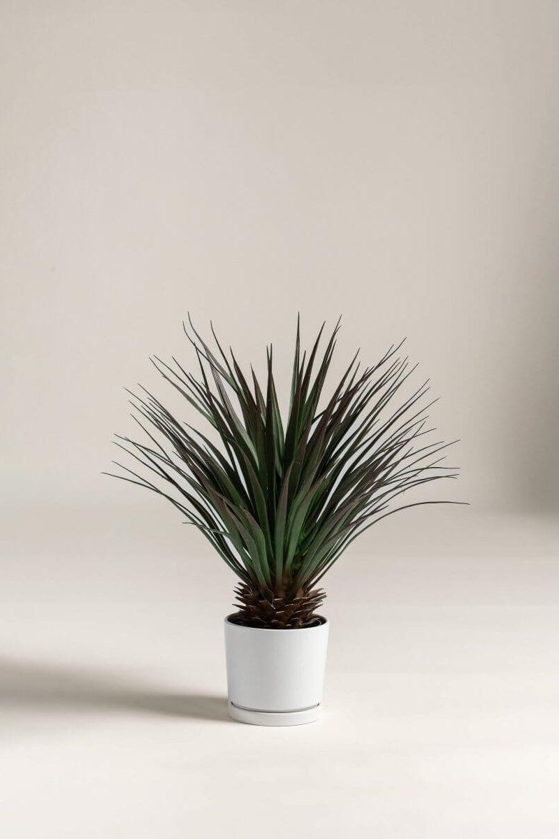 Yucca Gloriosa Artificial Plant (80CM)