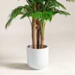 Areca Palm Artificial Plant (200CM)