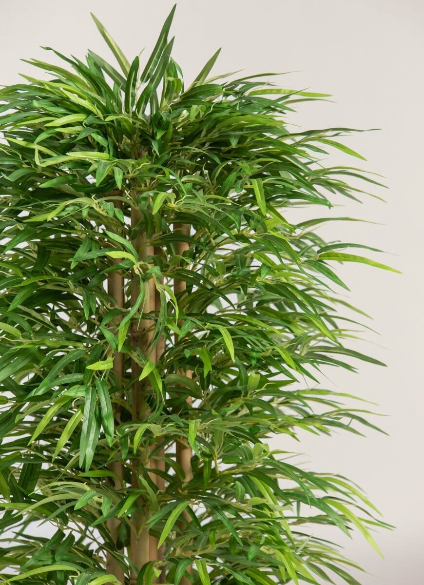Dracaena Sanderiana Artificial Plant - Image 2