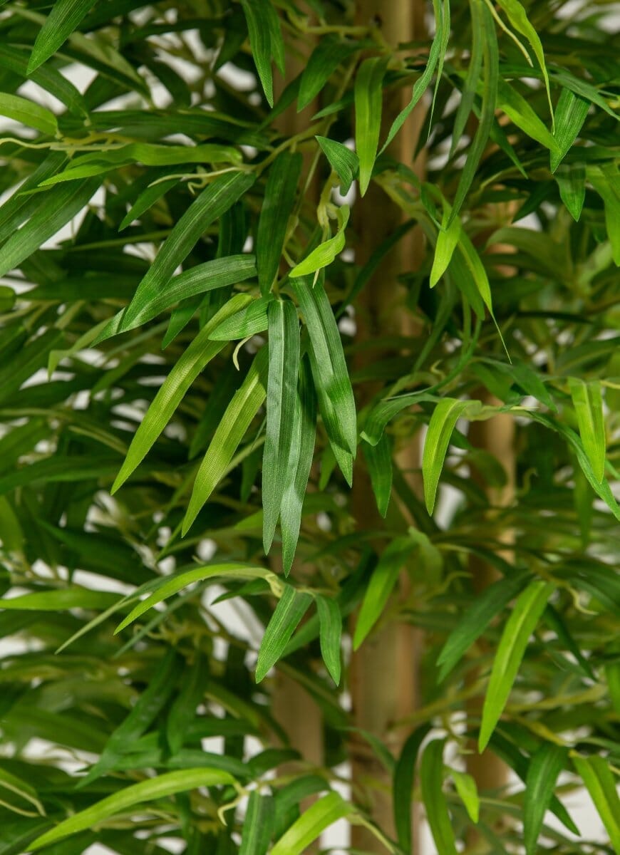 Dracaena Sanderiana Artificial Plant - Image 4