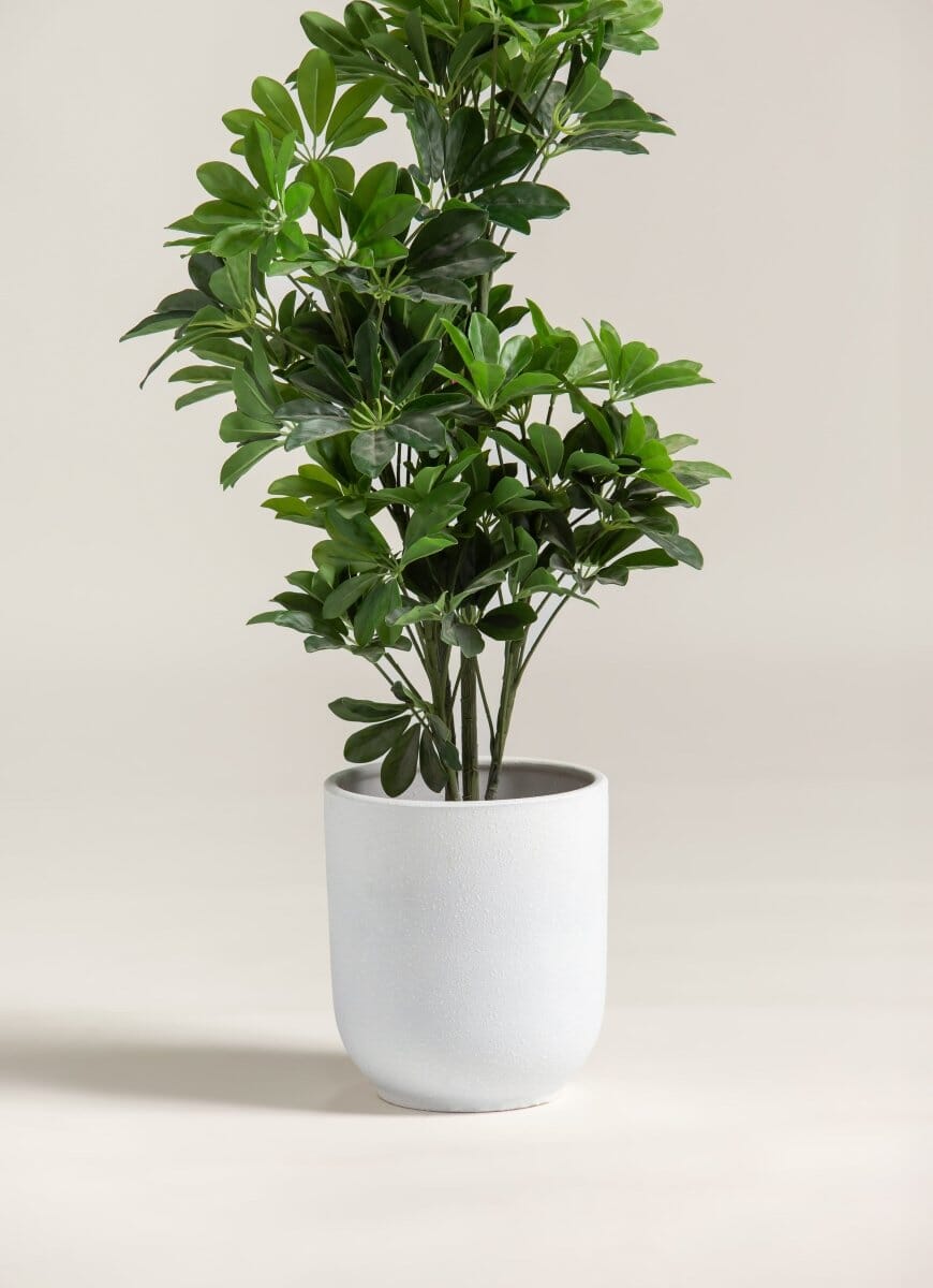 Schefflera Arboricola Artificial Plant (120CM) - Image 3