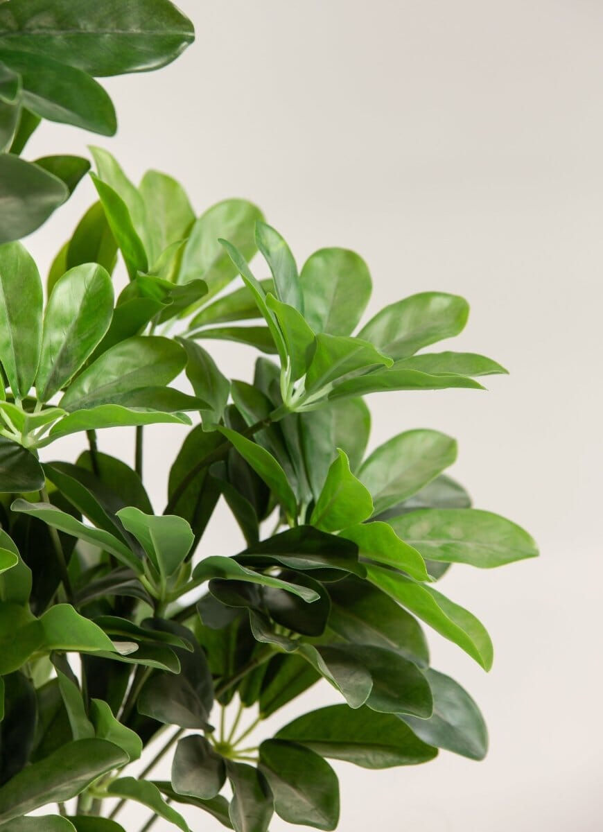 Schefflera Arboricola Artificial Plant (120CM) - Image 4