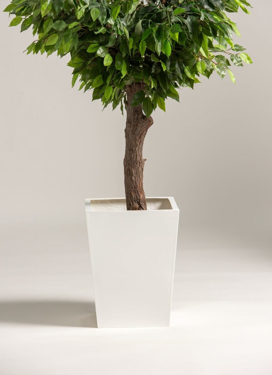 Ficus Benjamina Artificial Tree With Natural Wood Trunk - Image 4