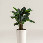 Alocasia Artificial Plant