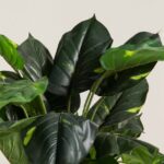 Alocasia Artificial Plant