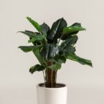 Alocasia Artificial Plant
