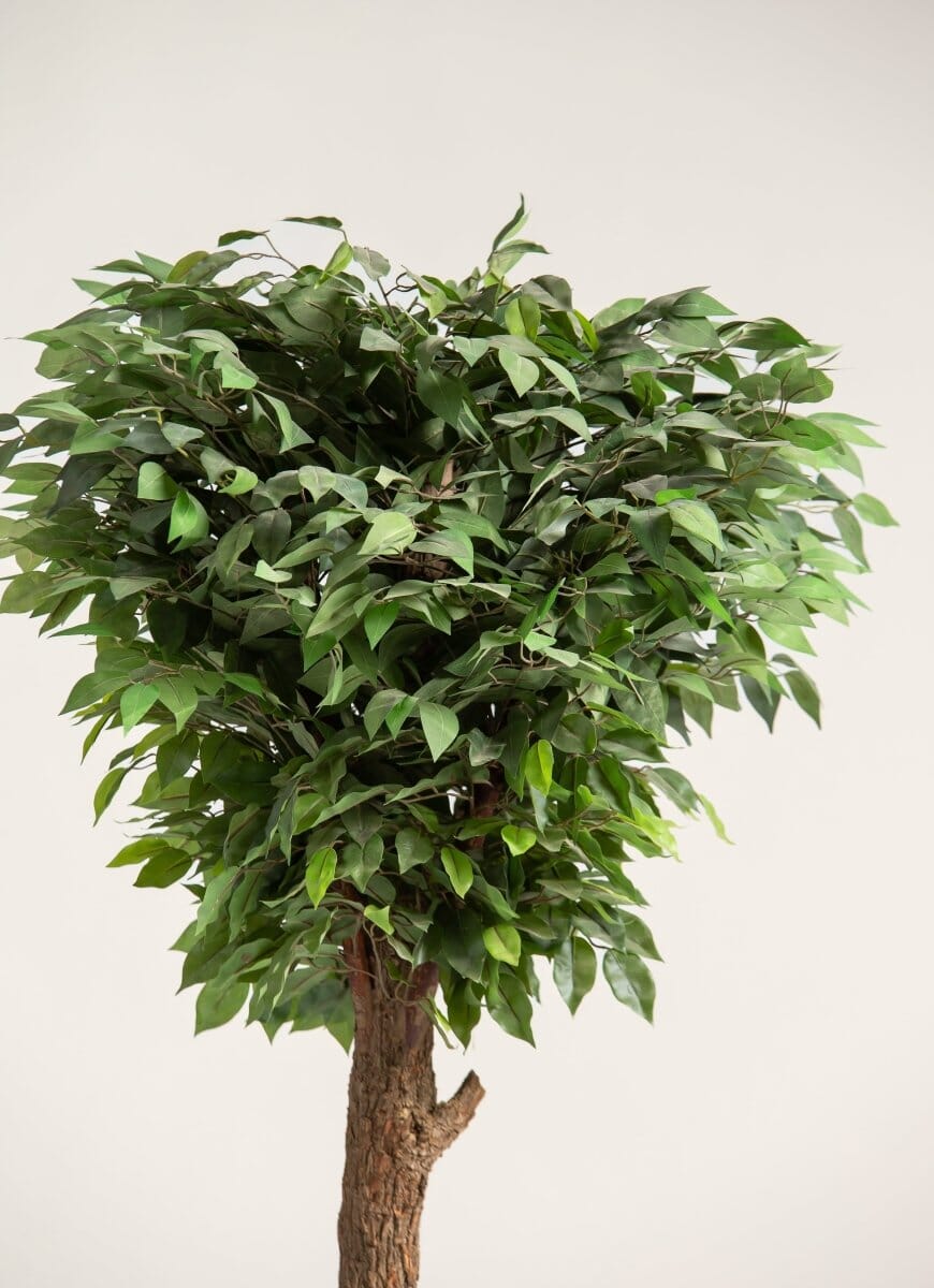 Ficus Artificial Tree With Natural Wood Trunk - Image 2