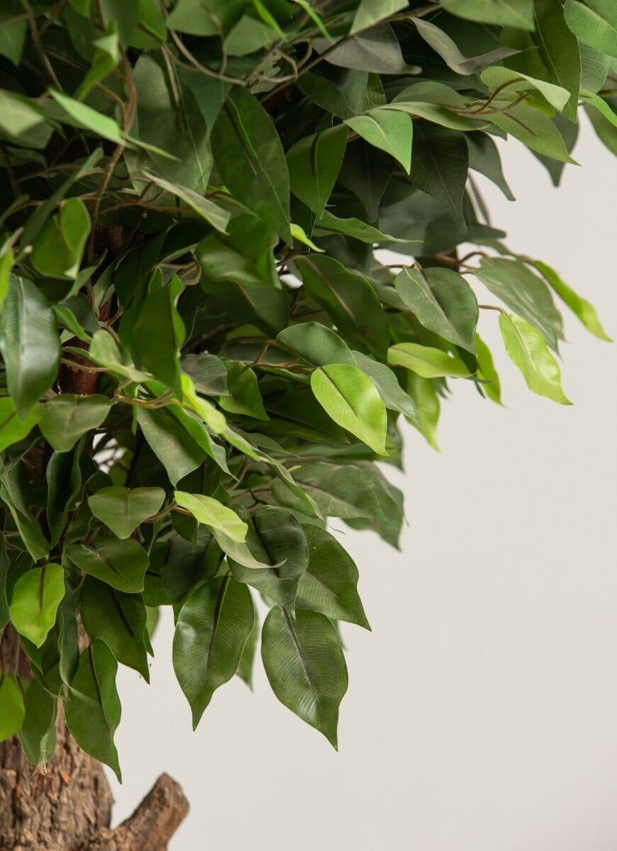Ficus Artificial Tree With Natural Wood Trunk - Image 4