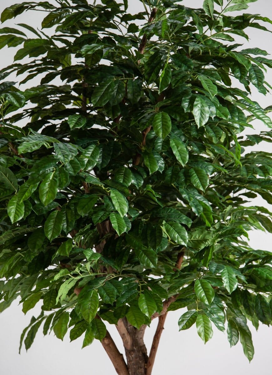 Coffea Arabica Artificial Tree With Natural Wood Trunk - Image 2