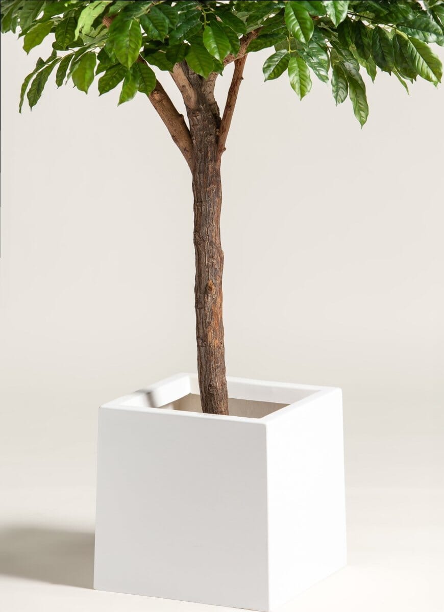Coffea Arabica Artificial Tree With Natural Wood Trunk - Image 3