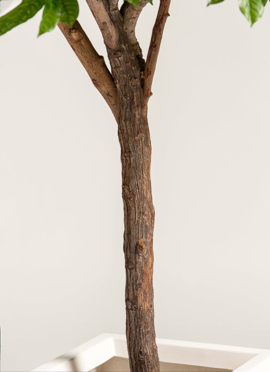 Coffea Arabica Artificial Tree With Natural Wood Trunk - Image 4