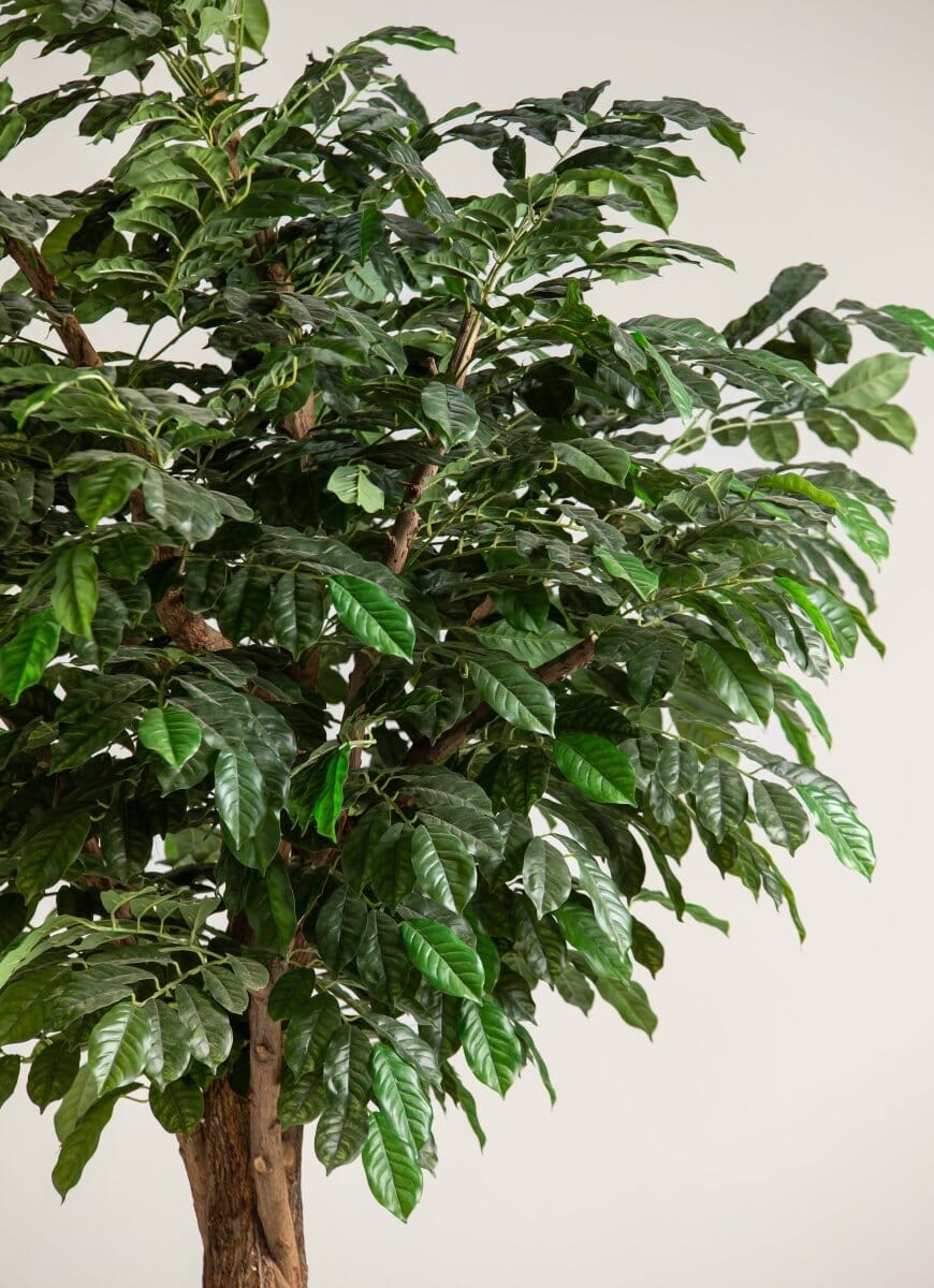 Coffea Arabica Artificial Tree With Natural Wood Trunk - Image 6