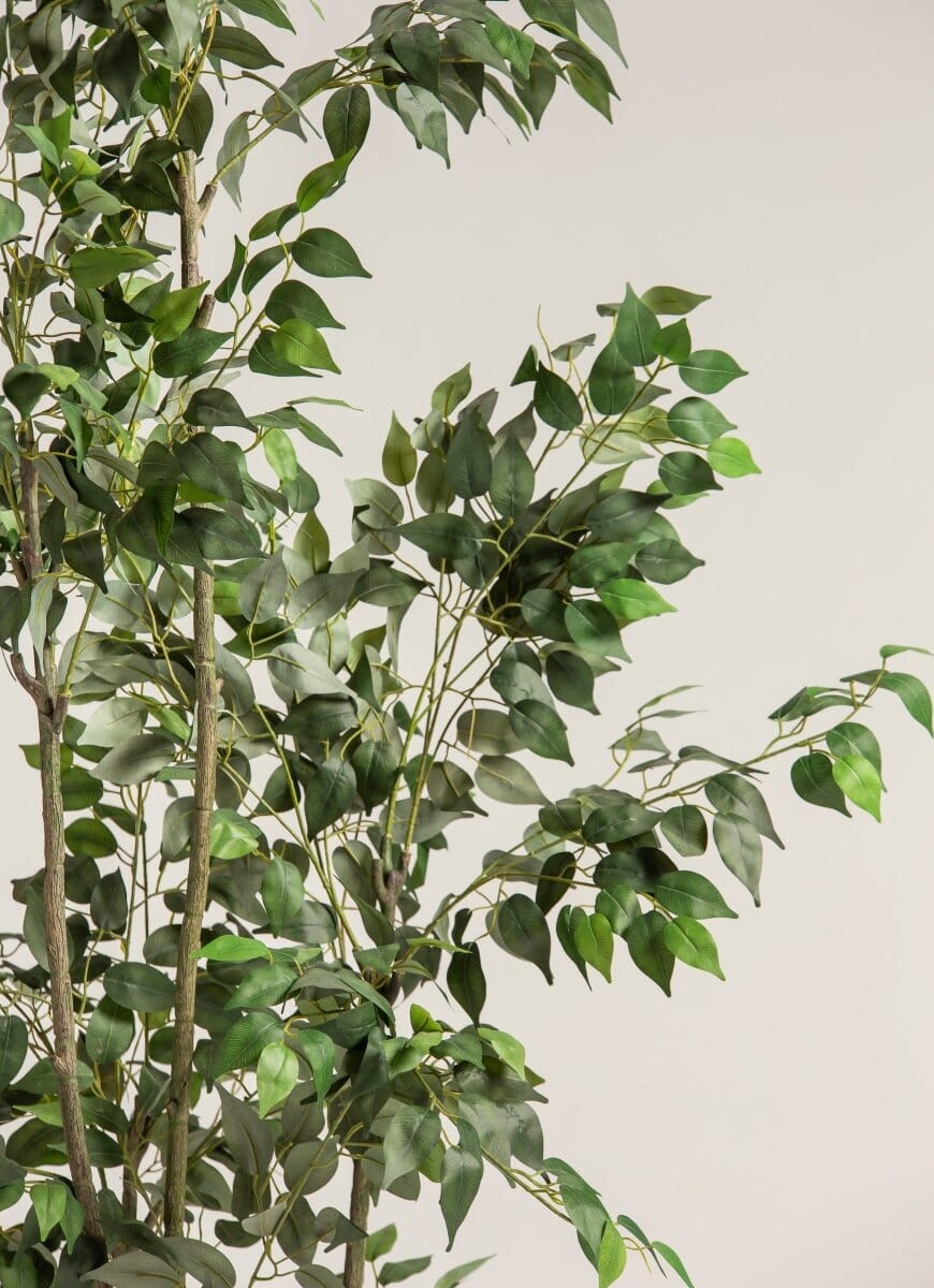 Ficus Benjamina Artificial Plant II - Image 4