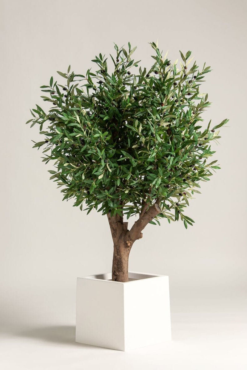 Olea Europaea Olive Tree With Natural Wood Trunk - Image 6