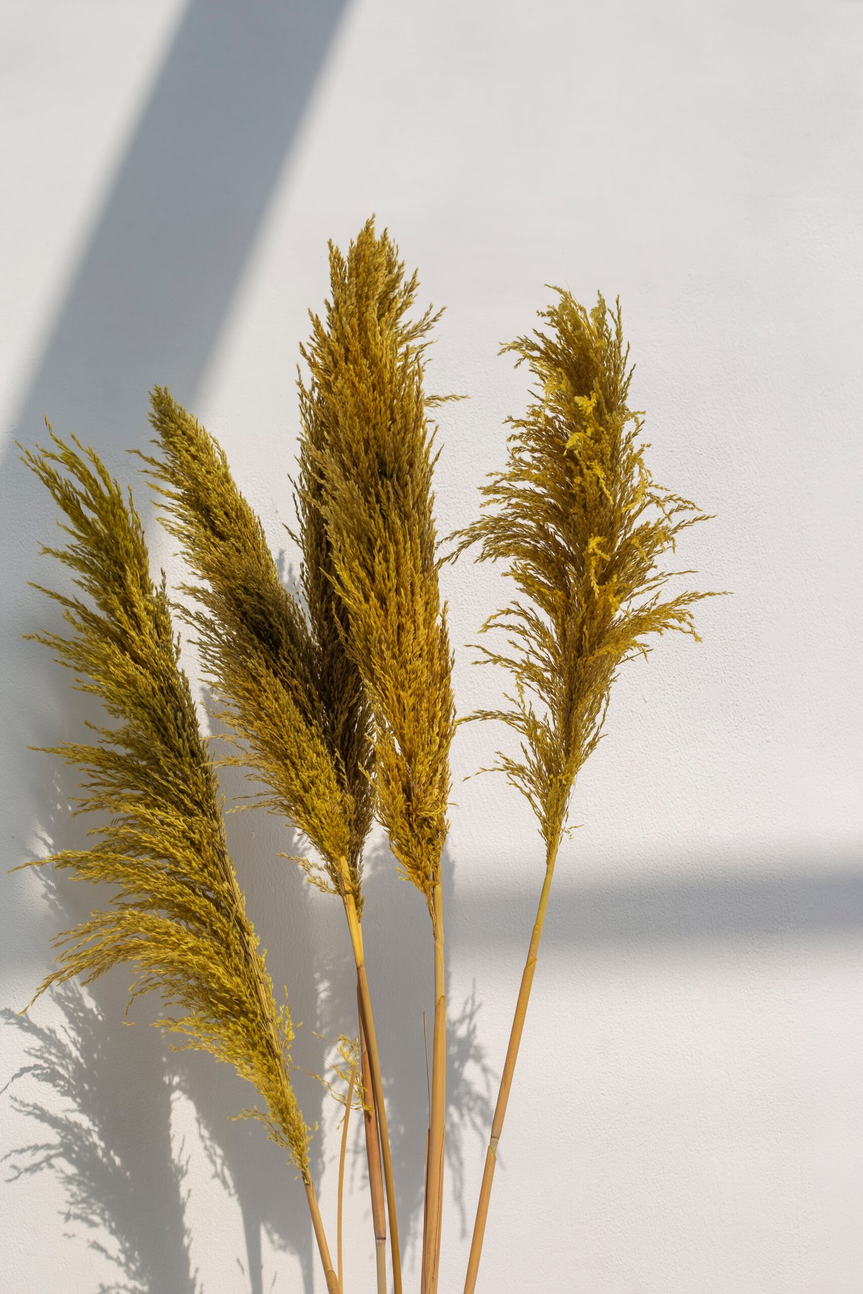 Long Dried Flower Golden Pampas (5 stems) - Image 2